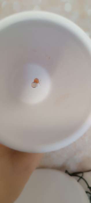 Фотография покупателя товара Горшок для цветов «Трапеция», 8×8×8 см - Фото 3