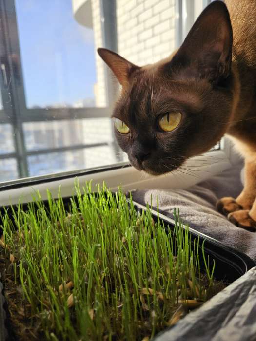 Фотография покупателя товара Семена Трава для кошек "Скакун", ц/п,  10 г - Фото 1