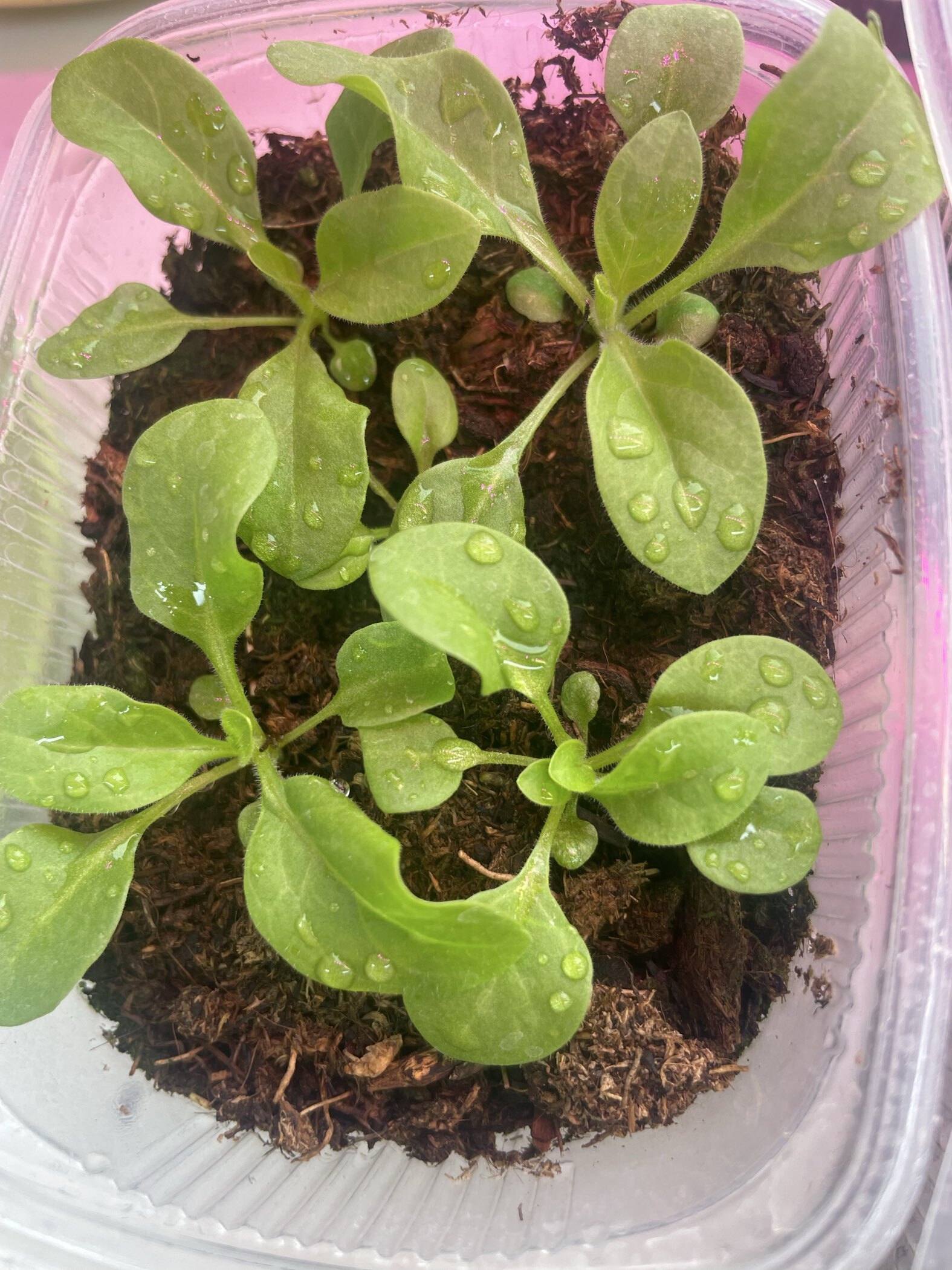 Фотография покупателя товара Семена цветов Петуния "Изи Вейв Корал Риф", F1, 5 шт - Фото 1