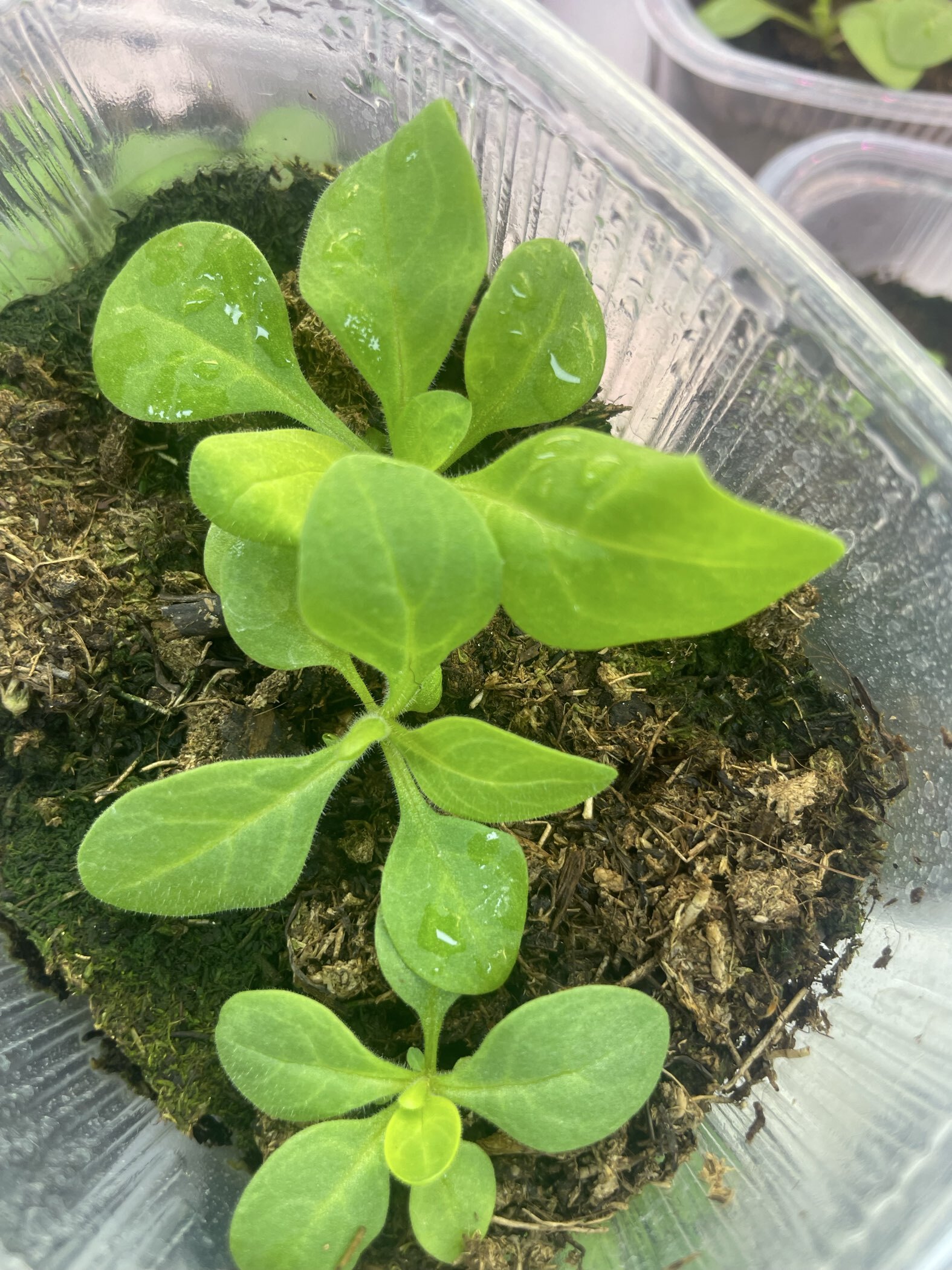 Фотография покупателя товара Семена Цветов Петуния "Городская", F1, волшебница, 7 шт драже в пробирке - Фото 11