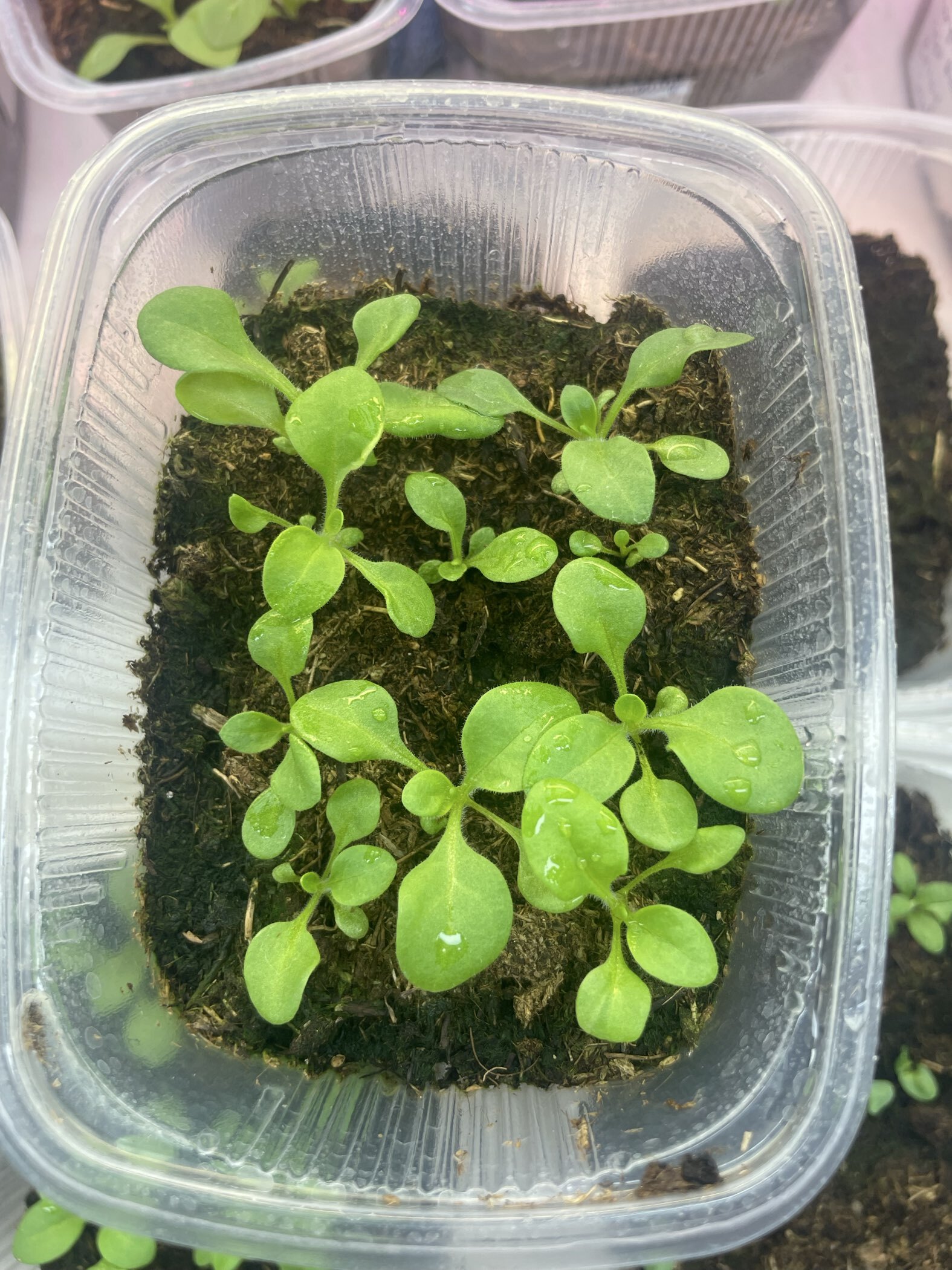 Фотография покупателя товара Семена цветов Петуния грандифлора "Аладдин", F1, Арабские ночи, 10 шт. - Фото 1