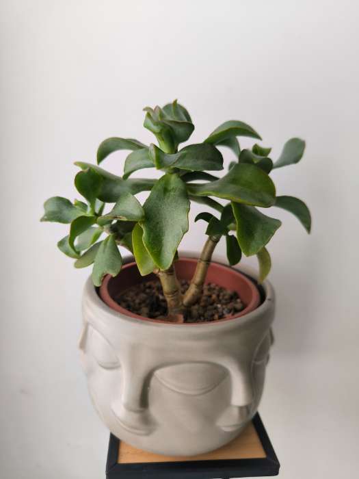 Фотография покупателя товара Кашпо «Многоликий» белое, 12×12×9 см - Фото 4