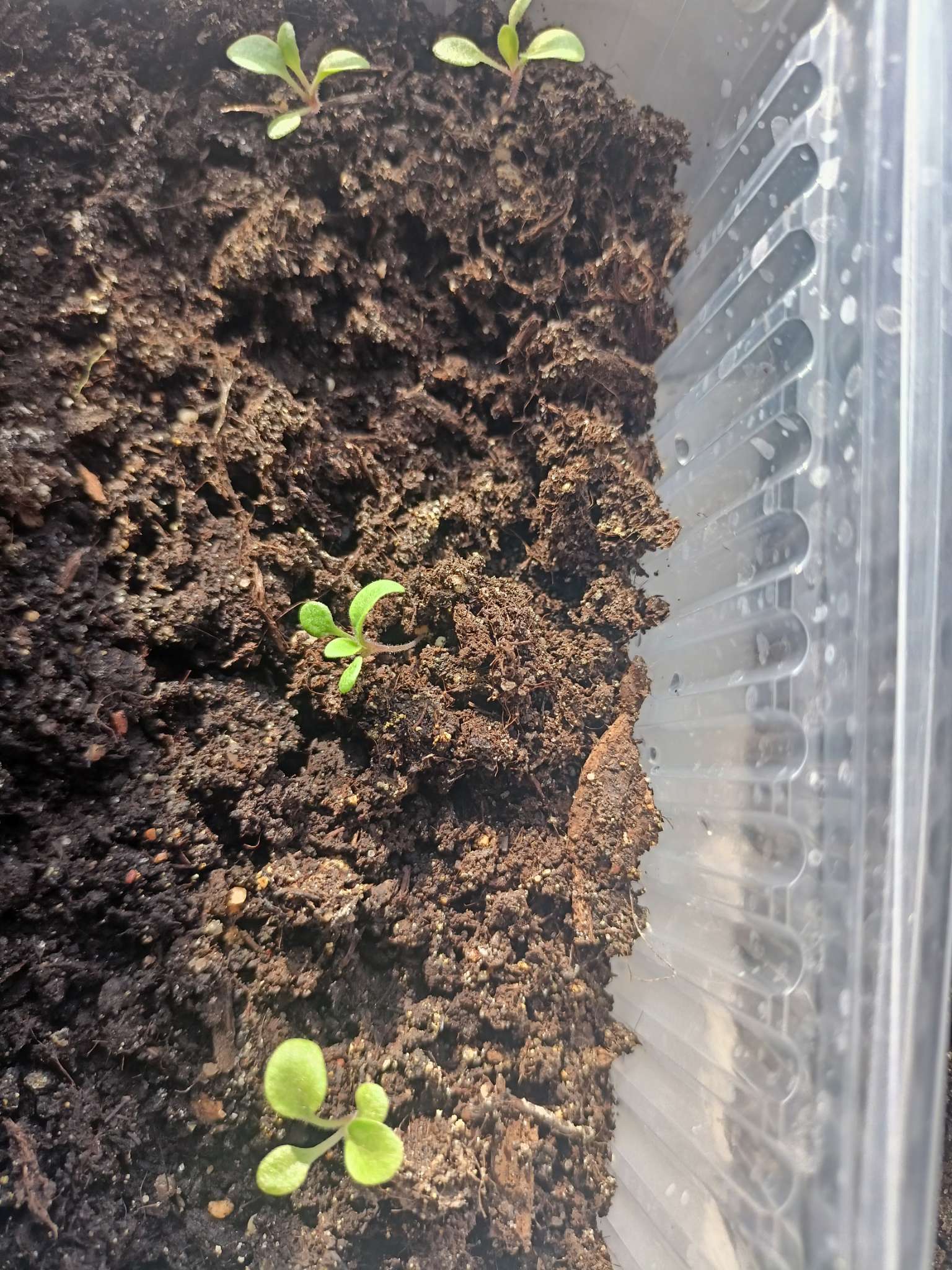 Фотография покупателя товара Семена цветов  Петуния Суперкаскадная "Бургунди", ц/п,  F1, 7 шт - Фото 11