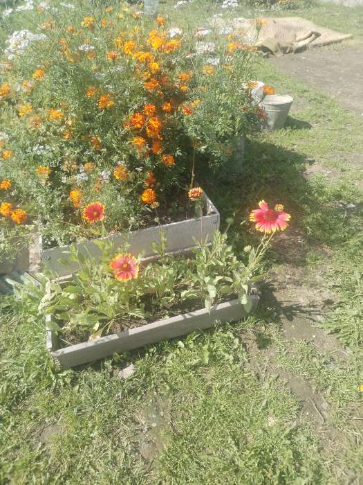 Фотография покупателя товара Семена цветов Гайлардия "Восточные узоры", 0,3 г - Фото 1