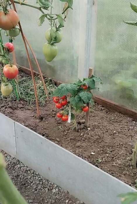 Фотография покупателя товара Семена Томат «Клюква в сахаре», раннеспелый, детерминантный, низкорослый, 20 шт., «Аэлита» - Фото 4