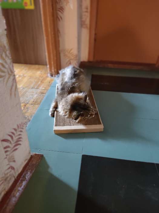 Фотография покупателя товара Когтеточка для кошек ТМ «Когтедралка» КРАФТ 50х24х2,5 см - Фото 20