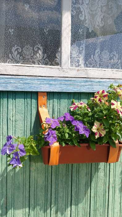 Фотография покупателя товара Семена цветов Петуния крупноцветковая "Мондиаль", голубая, F1, в ампуле, 0,01 г. - Фото 1