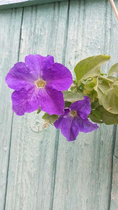 Фотография покупателя товара Семена цветов Петуния крупноцветковая "Мондиаль", голубая, F1, в ампуле, 0,01 г. - Фото 2