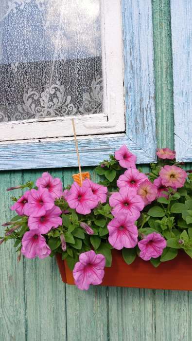 Фотография покупателя товара Семена Цветов Петуния "Изи Вейв Смесь", "Детская грядка",5 шт - Фото 7