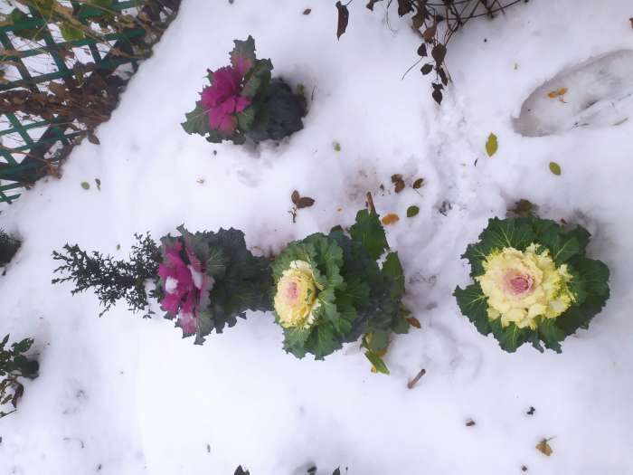 Фотография покупателя товара Семена Цветов Цветочная смесь Дружный Хоровод, 10 шт - Фото 1