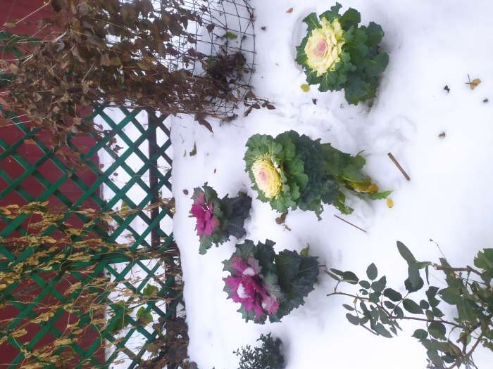 Фотография покупателя товара Семена Цветов Цветочная смесь Дружный Хоровод, 10 шт - Фото 2