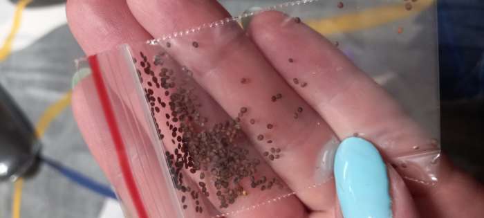 Фотография покупателя товара Семена цветов Арабис "Снежное облако", 0,1 г - Фото 5