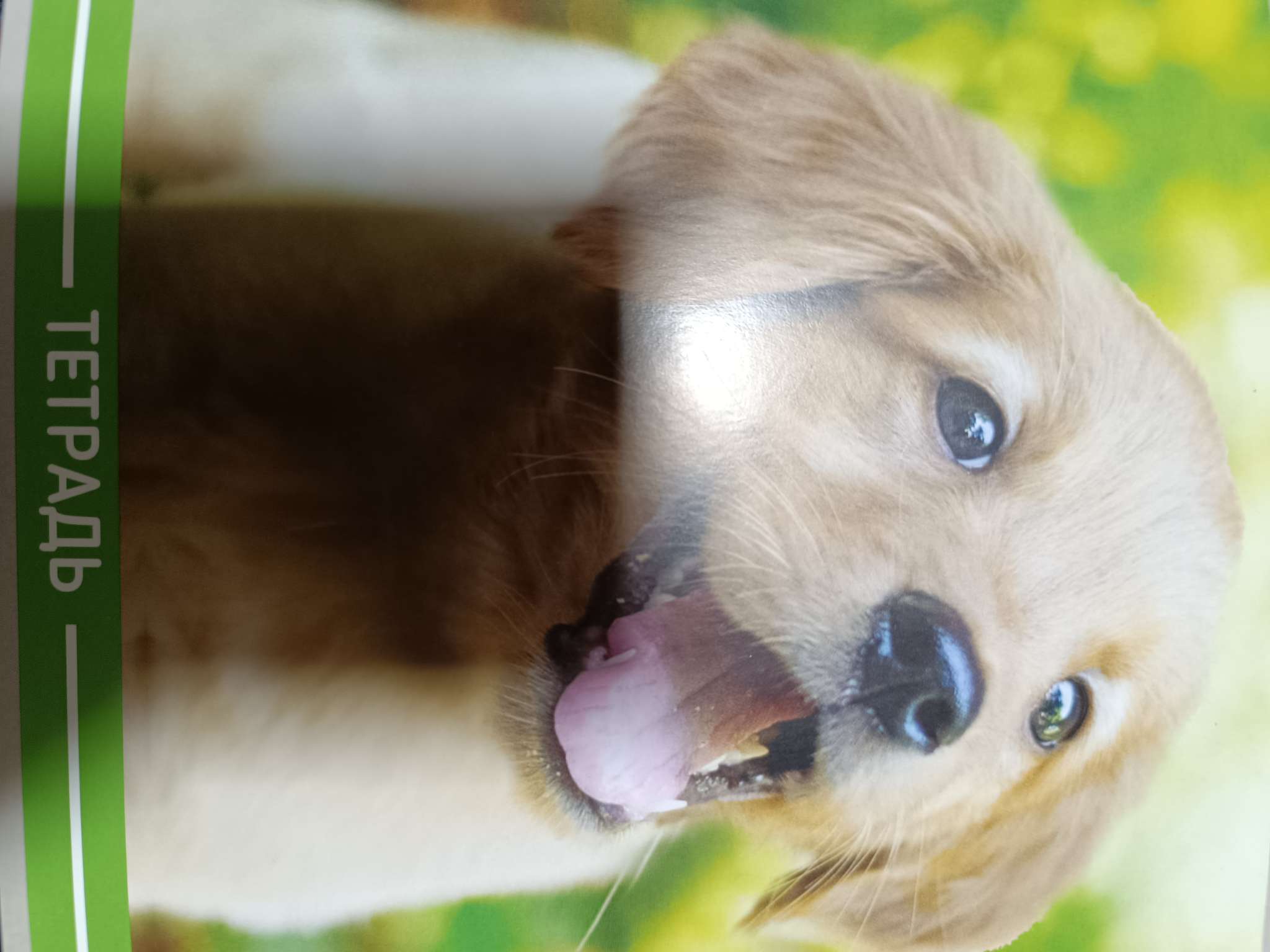 Фотография покупателя товара Тетрадь 36 листов в клетку, Calligrata «Щенки», МИКС - Фото 3