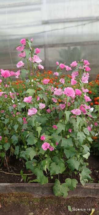 Фотография покупателя товара Семена цветов Лаватера "Красотка", розовая, 0,3гр. - Фото 1