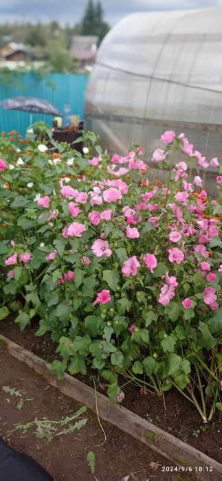 Фотография покупателя товара Семена цветов Лаватера "Красотка", розовая, 0,3гр. - Фото 2