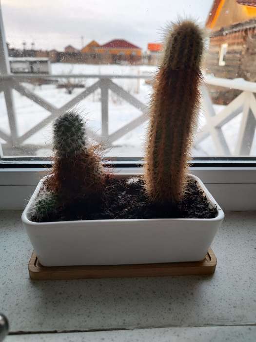 Фотография покупателя товара Горшок для кактусов и суккулентов «Бонсайка», 17×8×6 см, керамический, с поддоном, белый - Фото 2