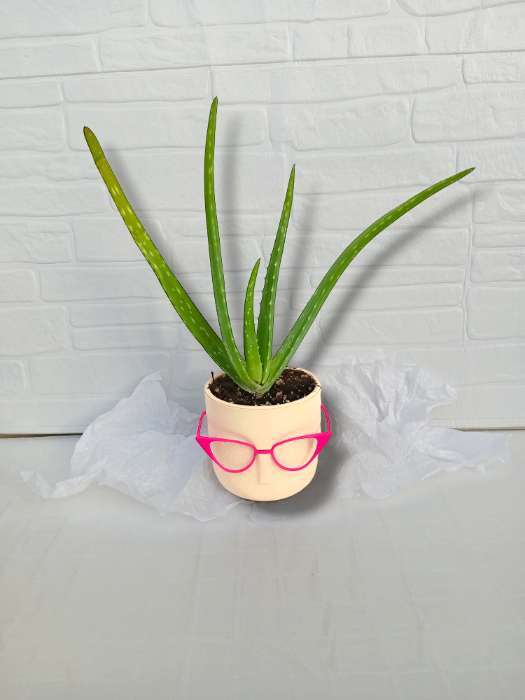 Фотография покупателя товара Кашпо для цветов со вставкой «Мари», 650 мл, d=11.5 см, h=10.5 см, бежевое - Фото 1