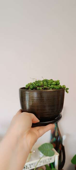 Фотография покупателя товара Горшок для цветов «Изысканность», 4.7 л, d=21.5 см, h=19.5 см, керамический, с поддоном, цвет чёрное золото - Фото 1