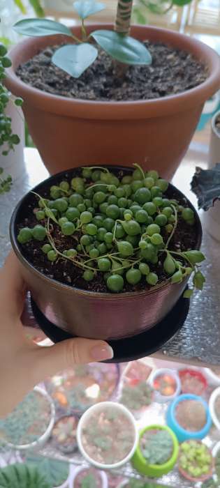 Фотография покупателя товара Горшок для цветов «Изысканность», 4.7 л, d=21.5 см, h=19.5 см, керамический, с поддоном, цвет чёрное золото - Фото 2