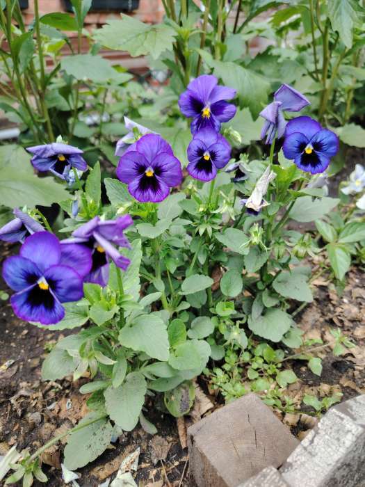 Фотография покупателя товара Семена цветов Виола "Альпензее", ц/п,  виттрока, 0,05 г - Фото 6