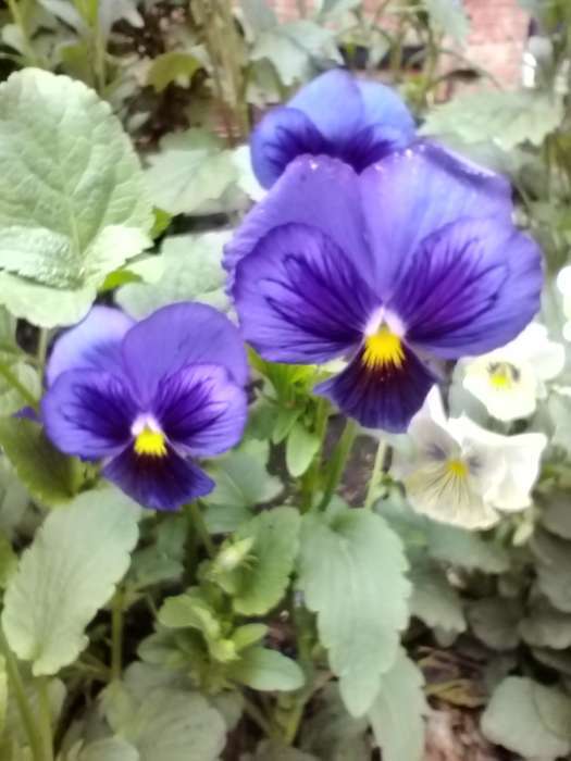 Фотография покупателя товара Семена цветов Виола "Альпензее", ц/п,  виттрока, 0,05 г - Фото 7