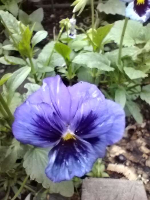 Фотография покупателя товара Семена цветов Виола "Альпензее", ц/п,  виттрока, 0,05 г - Фото 5