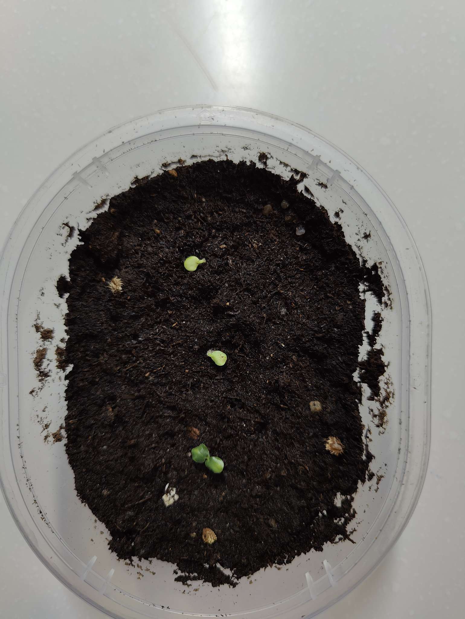 Фотография покупателя товара Семена цветов Кроссандра "Тропик красная", ц/п,  3 шт. - Фото 1