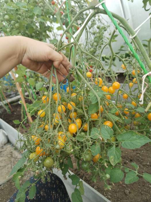 Фотография покупателя товара Семена Томат «Ожерелье желтое», 0.05 г, «Семена Алтая» - Фото 3