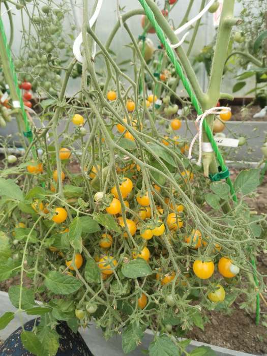 Фотография покупателя товара Семена Томат «Ожерелье желтое», 0.05 г, «Семена Алтая» - Фото 2