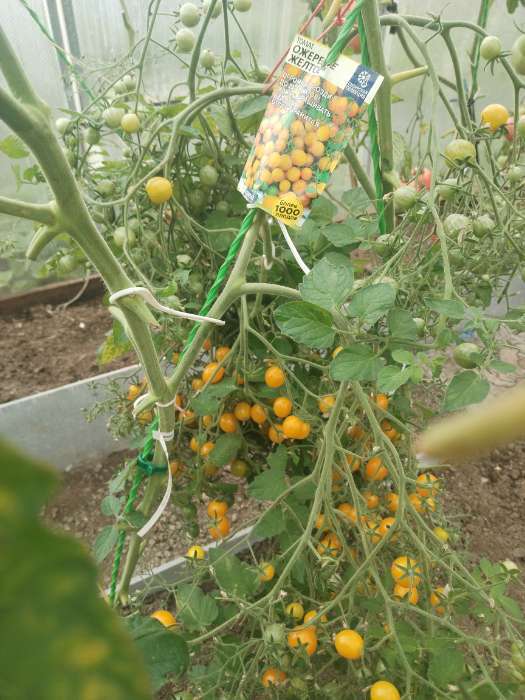 Фотография покупателя товара Семена Томат «Ожерелье желтое», 0.05 г, «Семена Алтая» - Фото 4