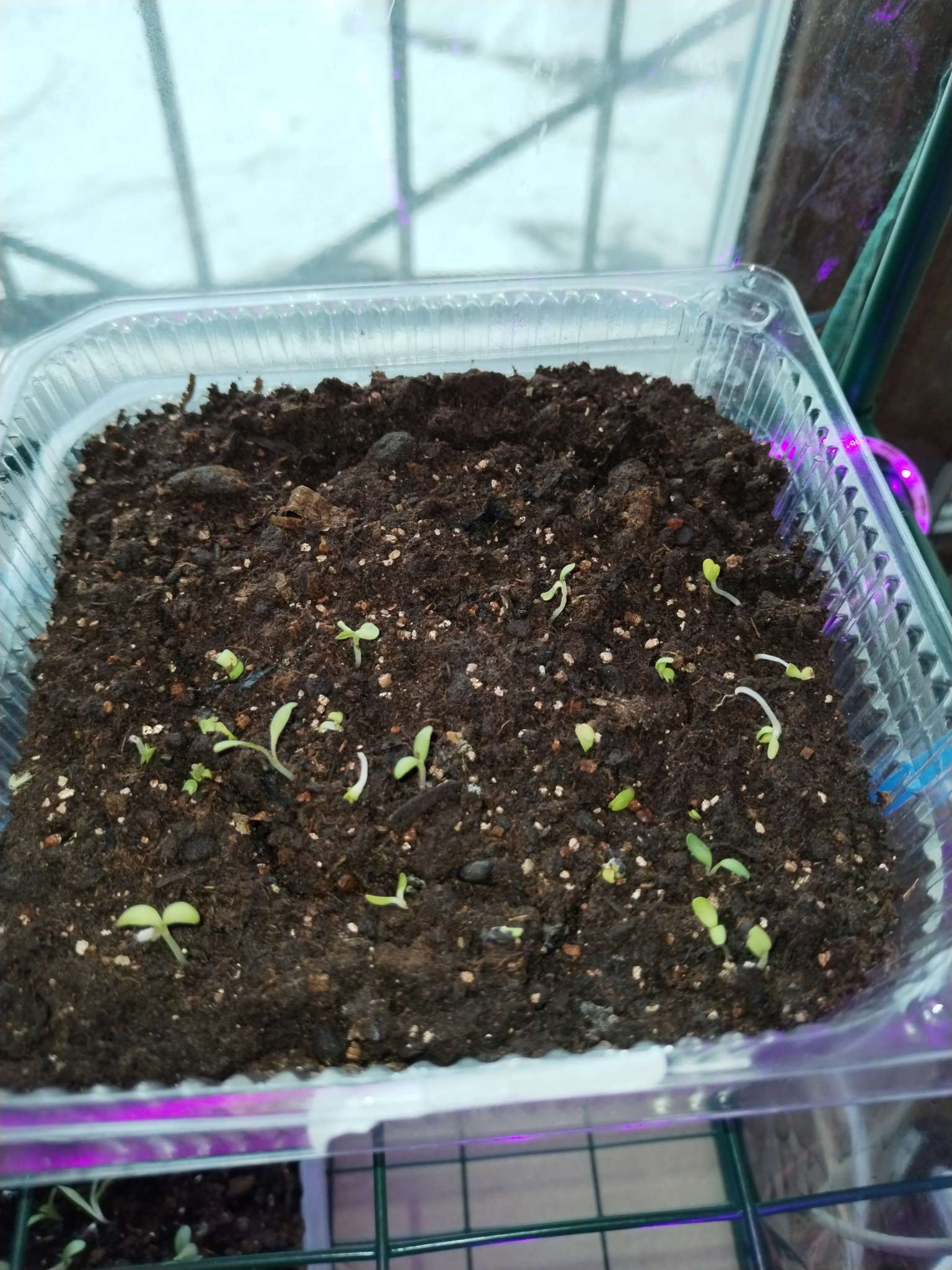 Фотография покупателя товара Семена цветов Гвоздика садовая «Шабо Шампань», 0.05 г, двулетник, «Гавриш» - Фото 1