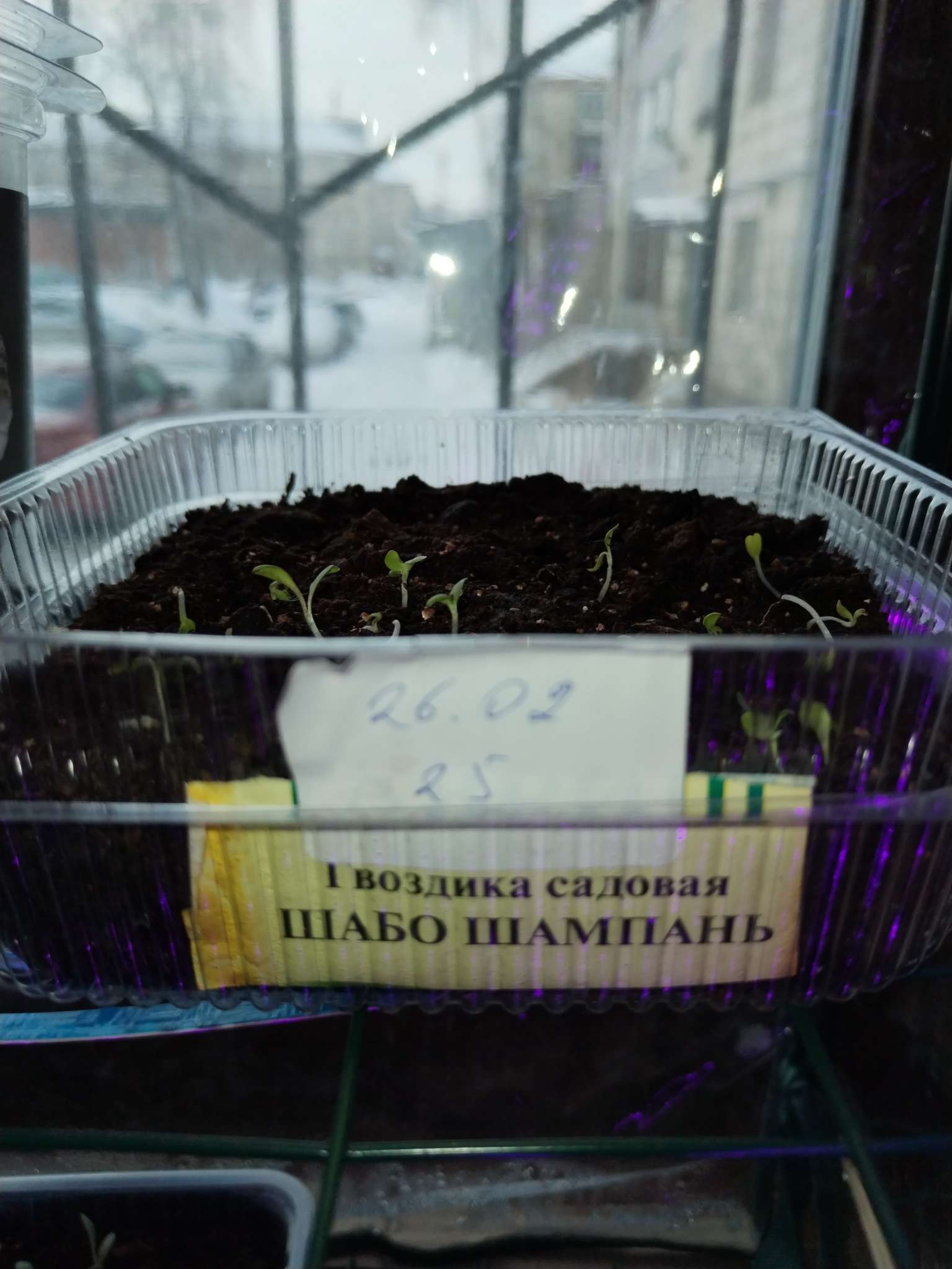 Фотография покупателя товара Семена цветов Гвоздика садовая «Шабо Шампань», 0.05 г, двулетник, «Гавриш» - Фото 2