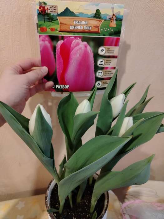 Фотография покупателя товара Тюльпан Джимбо Пинк, луковица в пакете с перфорацией, р-р 11/12, 5 шт. - Фото 1