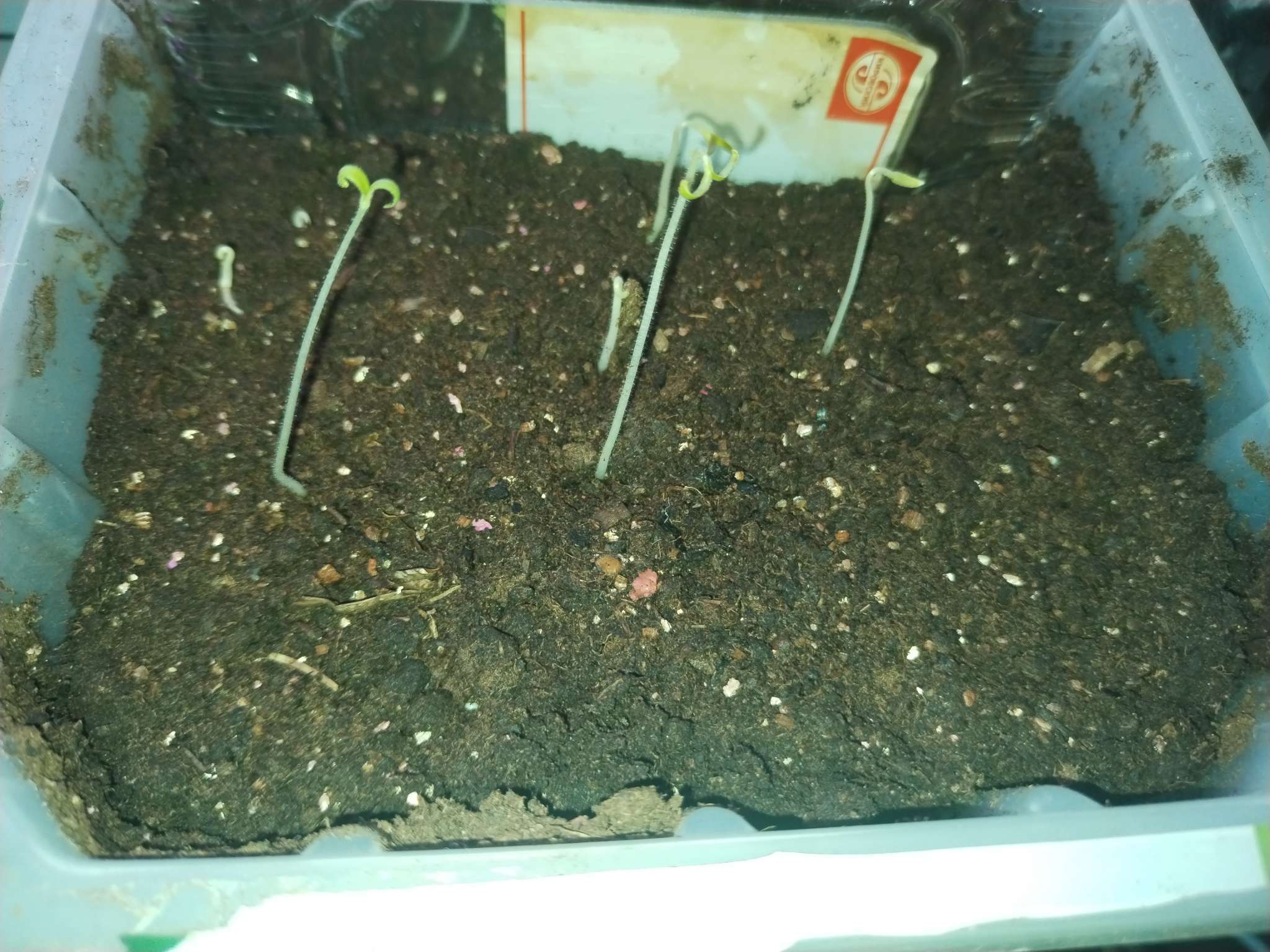 Фотография покупателя товара Семена Томат "Непасынкующийся" скороспелый, детерминантный,низкорослый, 20 шт. - Фото 1