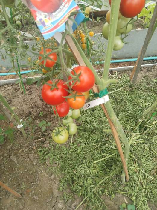 Фотография покупателя товара Семена Томат «Непасынкующийся», скороспелый, детерминантный, низкорослый, 20 шт., «Уральский дачник» - Фото 1