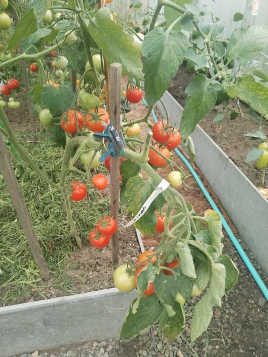 Фотография покупателя товара Семена Томат «Непасынкующийся», скороспелый, детерминантный, низкорослый, 20 шт., «Уральский дачник» - Фото 2