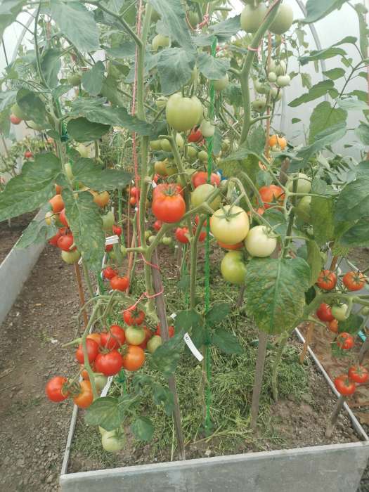 Фотография покупателя товара Семена Томат «Большая мамочка», очень ранний, детерминантный, низкорослый, 0.05 г, «Гавриш» - Фото 17