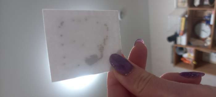 Фотография покупателя товара Семена цветов Гипсофила "Махровая", 0,05 г - Фото 4