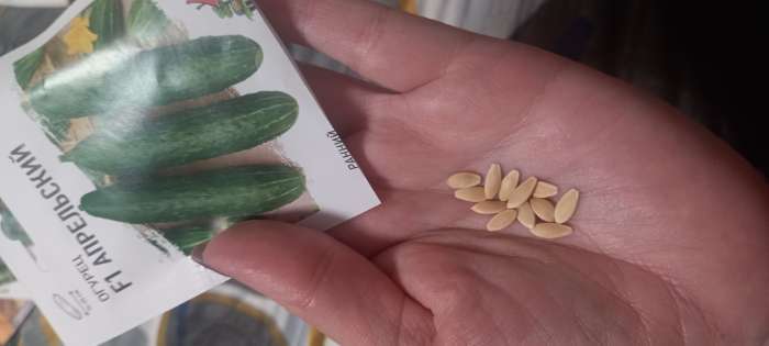 Фотография покупателя товара Семена Огурец "Апрельский" F1, скороспелый, партенокарпический, 0,3 г  серия ХИТ х3 - Фото 4