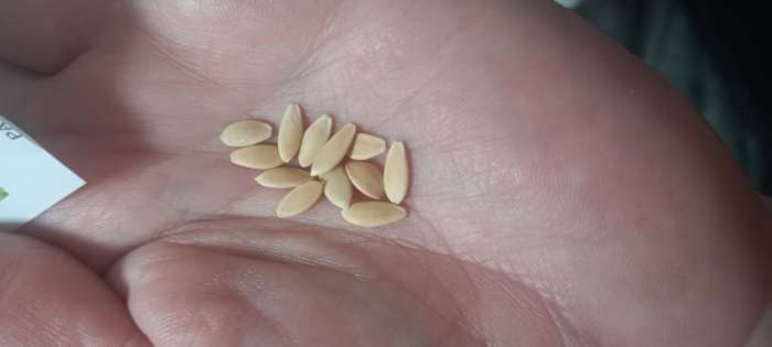 Фотография покупателя товара Семена Огурец "Апрельский" F1, скороспелый, партенокарпический, 0,3 г  серия ХИТ х3 - Фото 3