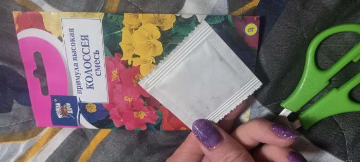 Фотография покупателя товара Семена цветов Примула «Колоссея», смесь, 0.03 г, «Урожай Удачи» - Фото 3