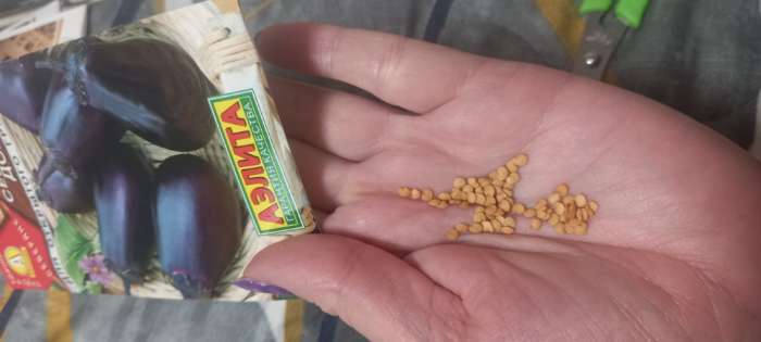 Фотография покупателя товара Семена Баклажан "Северная долина", ц/п, 0,3 г - Фото 3