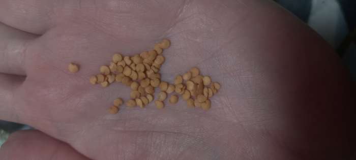 Фотография покупателя товара Семена Баклажан "Северная долина", ц/п, 0,3 г - Фото 4