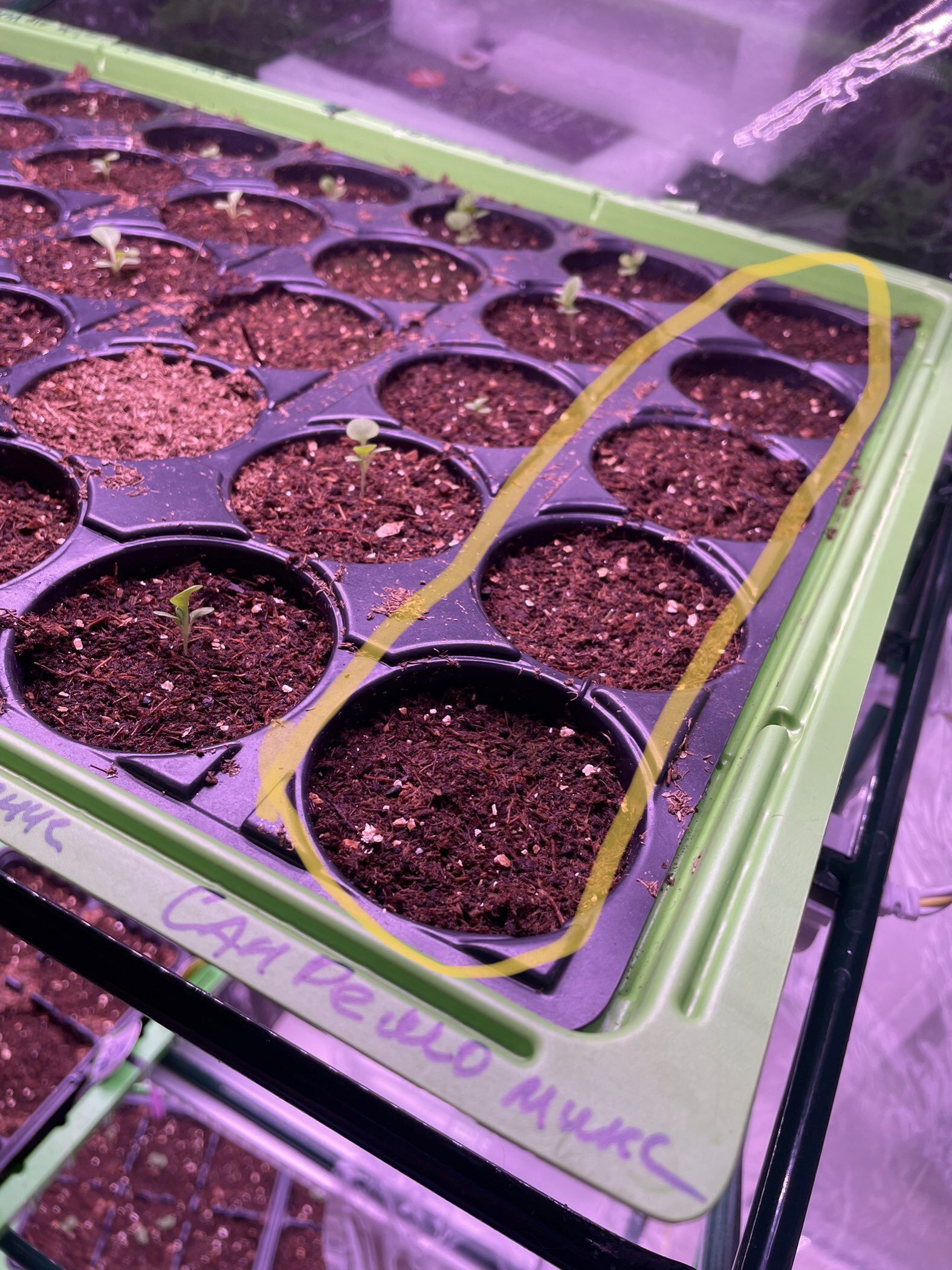 Фотография покупателя товара Семена цветов Петуния крупноцветковая "Сан Ремо Микс", F1, 7 шт - Фото 5