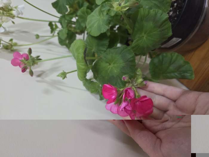 Фотография покупателя товара Семена комнатных цветов Пеларгония «Рафаэлла», «АЭЛИТА», F1, 5 шт. - Фото 3