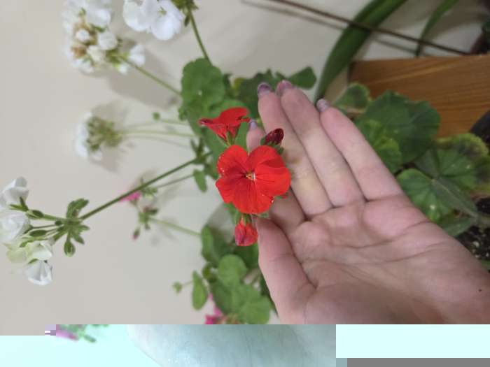 Фотография покупателя товара Семена комнатных цветов Пеларгония «Рафаэлла», «АЭЛИТА», F1, 5 шт. - Фото 2