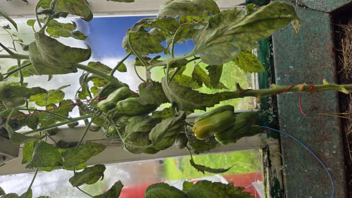 Фотография покупателя товара Семена Томат "Матросик", индетерминантный,высокорослый,20 шт - Фото 5