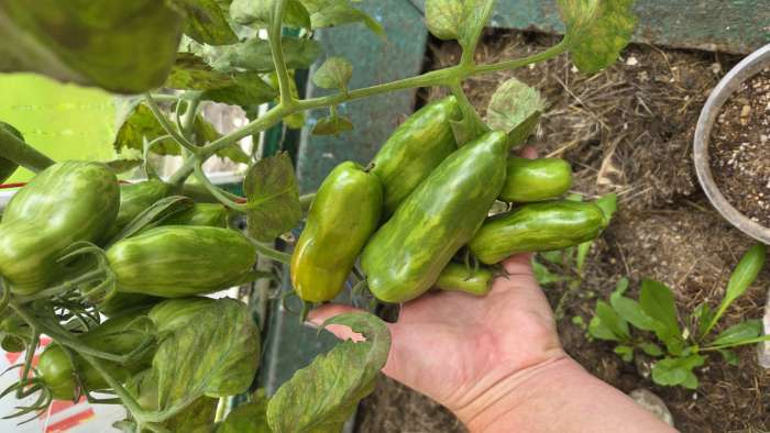 Фотография покупателя товара Семена Томат "Матросик", индетерминантный,высокорослый,20 шт - Фото 6