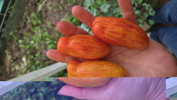 Фотография покупателя товара Семена Томат "Матросик", индетерминантный,высокорослый,20 шт - Фото 7