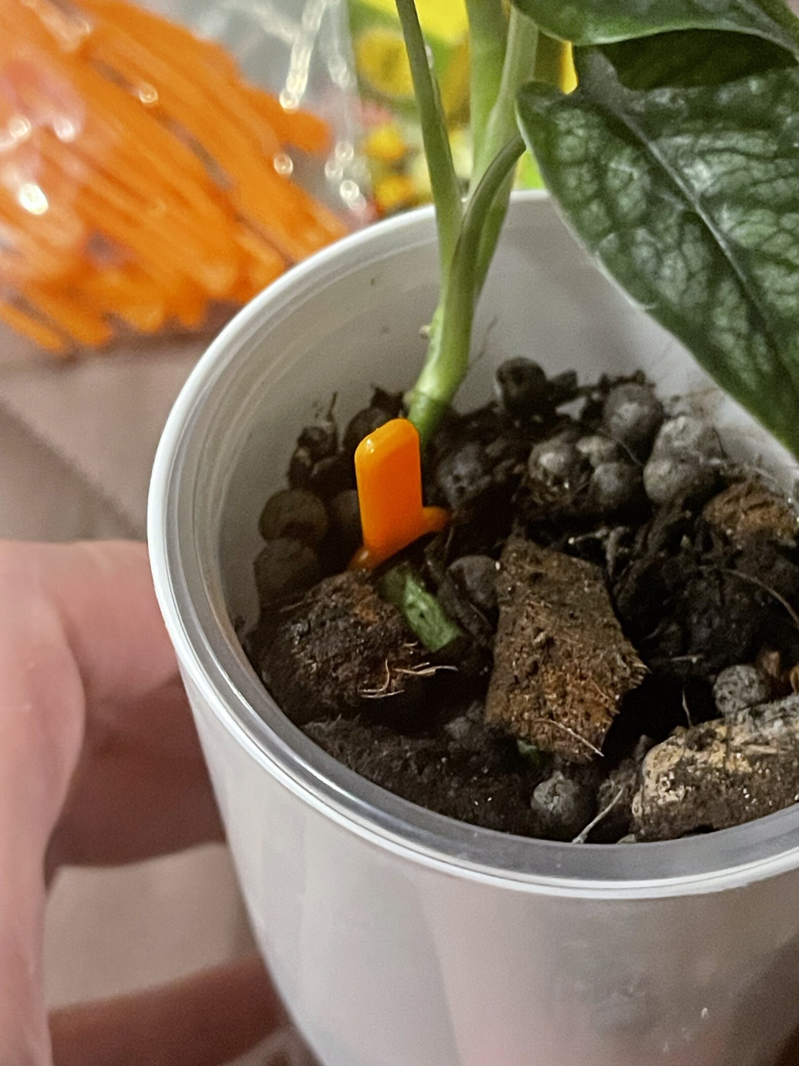 Фотография покупателя товара Зажим для растений, набор 20 шт., пластик, Greengo - Фото 3